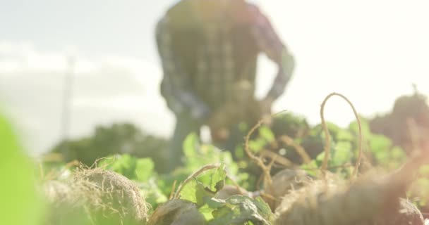 Visão Frontal Seção Média Agricultor Masculino Caucasiano Maduro Campo Agrícola — Vídeo de Stock
