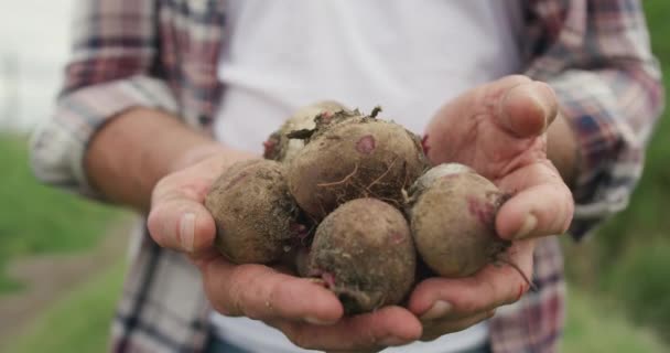 Organik Tarım Alanında Olgun Bir Kafkas Erkek Çiftçinin Elleri Pancarı — Stok video