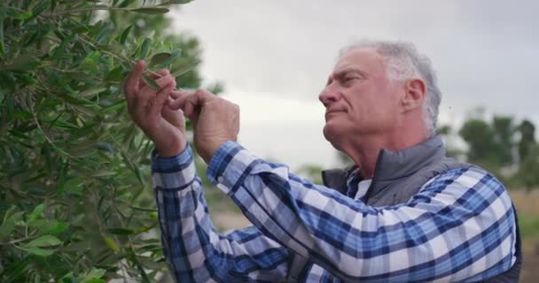 Retrato Agricultor Masculino Caucasiano Maduro Campo Agrícola Orgânico Verificando Culturas — Vídeo de Stock