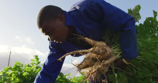 前视低角度的年轻非洲裔美国男性农民在有机农业领域 收集从地下拉来的香菜 — 图库视频影像