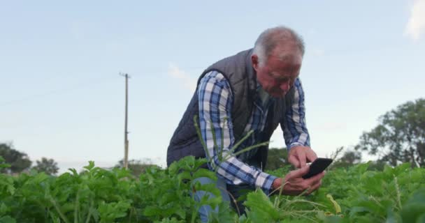 在有机农田中 一个成熟的白人男性农民的正面视图 用智能手机拍照 — 图库视频影像