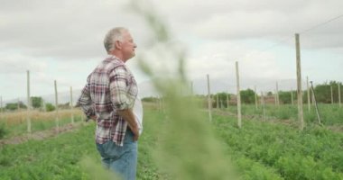 Organik bir tarım alanında olgun bir Kafkas erkek çiftçiyan görünümü, etrafında bakarak kalça elleri ile ayakta