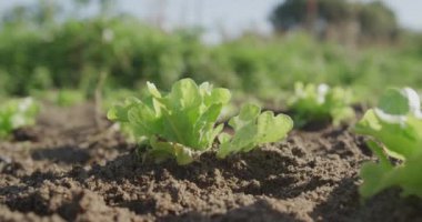 Organik bir çiftlikte genç bitkilerin satır kadar yakın, alan derinliği