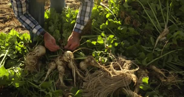 Vorderansicht Mittlerer Abschnitt Eines Reifen Kaukasischen Bauern Einem Biologisch Bewirtschafteten — Stockvideo