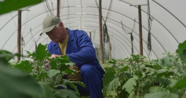 Pohled Vyzrálého Bělochovského Farmáře Organickém Statku Kontrolu Rostlin Používání Tabletového — Stock video