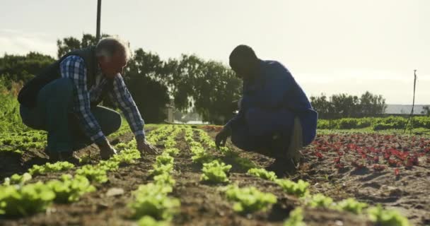 一个成熟的白种人和年轻的非洲裔美国男性农民在有机农业领域 蹲着检查作物的侧视图 — 图库视频影像