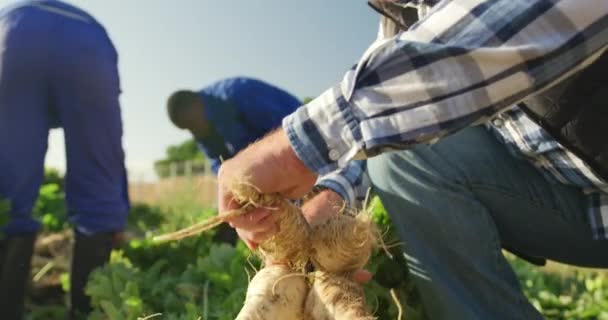 Vista Laterale Agricoltore Maschio Bianco Maturo Campo Agricolo Biologico Con — Video Stock