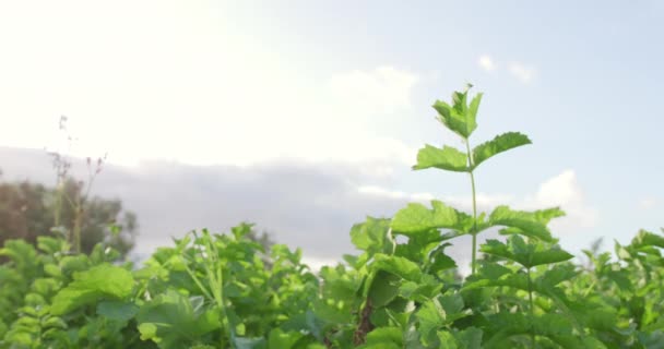 Cultivo Productos Orgánicos Campo Agrícola Ecológico Con Cielo Azul — Vídeo de stock