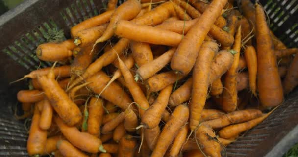 Крупным Планом Свежевыловленной Морковки Коробке Органической Ферме — стоковое видео