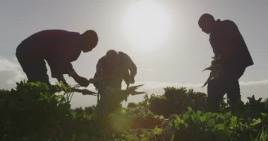 Olgun bir Kafkas erkek çiftçi ve iki genç Afrikalı-Amerikalı erkek çiftçinin ön görünümü organik bir tarım alanında siluet, yaban havucu bir demet topraktan çıkarılmış tutarak
