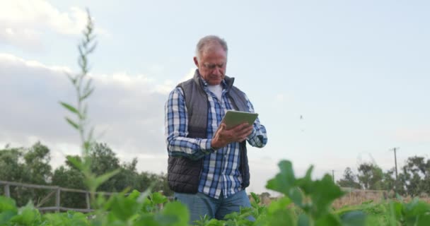 Frontansicht Eines Gestandenen Kaukasischen Bauern Einem Biologisch Bewirtschafteten Feld Mit — Stockvideo