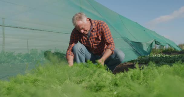 有機農業農場で成熟した白人男性農家の正面図 しゃがんで作物をチェック — ストック動画