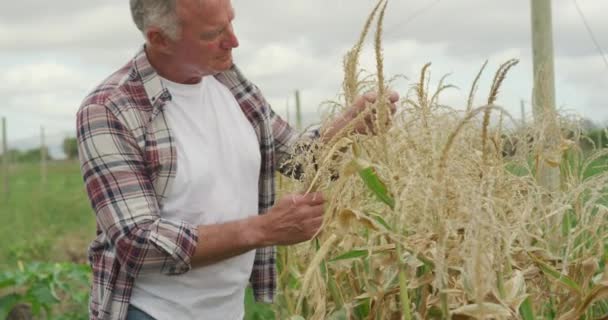 在有机农业领域 一个成熟的白人男性农民侧视图 检查玉米 — 图库视频影像