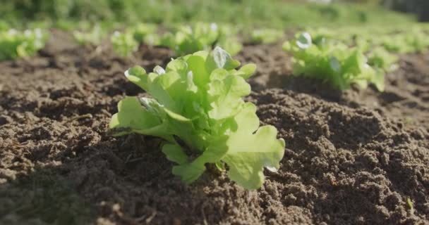 有機農場 被写界深度の若い植物の列のクローズアップ — ストック動画