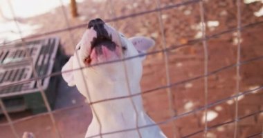 Hayvan barınağında kurtarılmış terk edilmiş bir köpek, bir kafeste havlıyor, güneşli bir günde ağır çekimde kameraya bakıyor. 