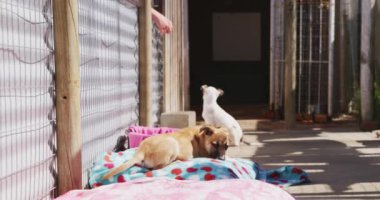 Bir hayvan barınağında kurtarılmış iki terk edilmiş köpek, bir kafeste duruyor, biri güneşli bir günde ağır çekimde bir köpek yatağında dinleniyor.