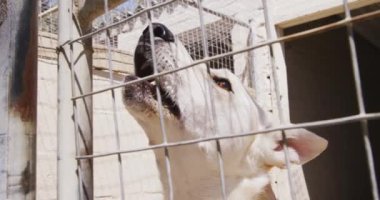 Güneşli bir günde, bir hayvan barınağında terk edilmiş bir köpeğin kafesin içinde havlaması.