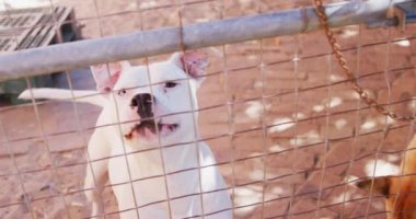 Bir hayvan barınağında kurtarılmış iki köpek, bir kafeste durup güneşli bir günde ağır çekimde kameraya bakıyorlar.