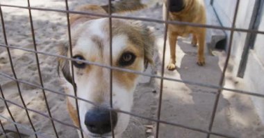 Bir hayvan barınağında kurtarılmış, kafeste durmuş güneşli bir günde ağır çekimde kameraya bakan iki terk edilmiş köpek.