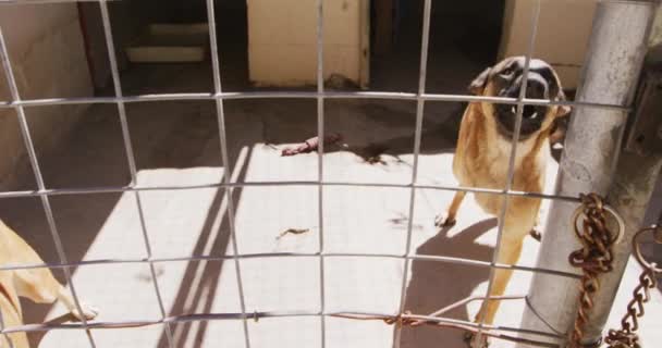 Deux Chiens Abandonnés Sauvés Dans Refuge Pour Animaux Debout Dans — Video