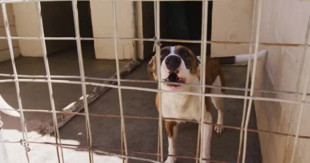 Cane Abbandonato Salvato Rifugio Animali Piedi Una Gabbia Guardando Telecamera — Video Stock