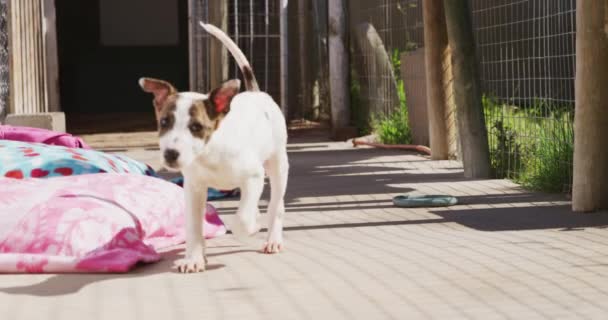 檻の中に立って遅い動きの晴れた日にカメラを見て 動物の避難所で放棄された犬を救いました — ストック動画