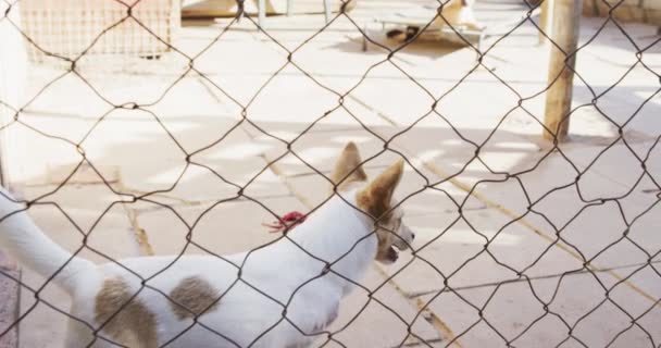 Ein Geretteter Ausgesetzter Hund Einem Tierheim Der Einem Käfig Steht — Stockvideo