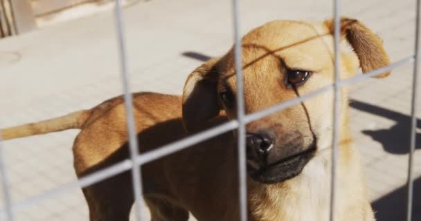 Nahaufnahme Eines Geretteten Ausgesetzten Hundes Tierheim Der Einem Käfig Steht — Stockvideo