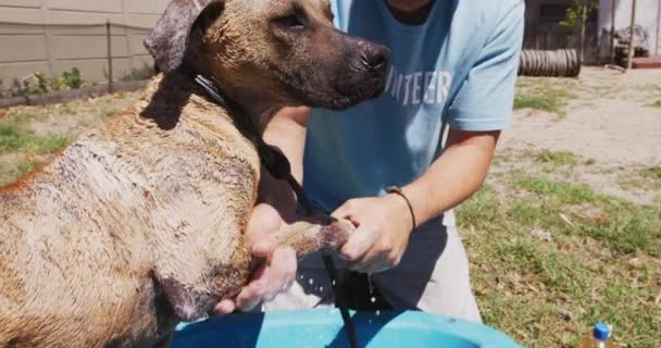 動物保護施設で青い制服を着た白人男性ボランティア スローモーションで晴れた日に犬を洗う — ストック動画
