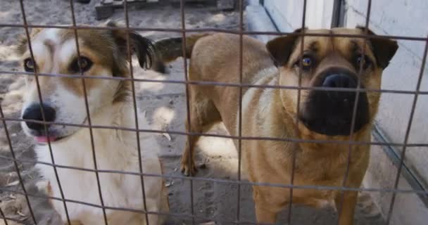 Zwei Gerettete Ausgesetzte Hunde Einem Tierheim Stehen Einem Käfig Und — Stockvideo