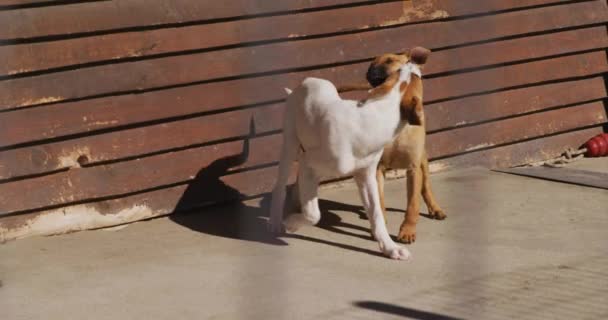 Zwei Gerettete Ausgesetzte Hunde Tierheim Die Einem Sonnigen Tag Zeitlupe — Stockvideo