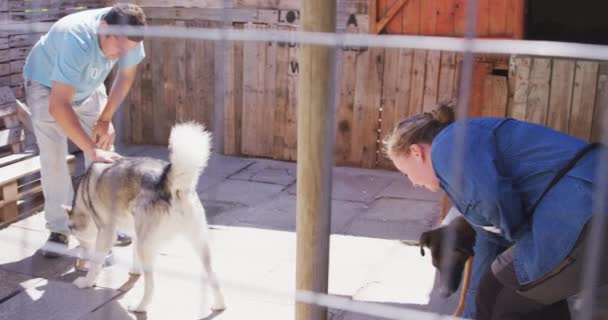 Kaukasische Freiwillige Einem Tierheim Geben Ihren Hunden Schalen Mit Hundefutter — Stockvideo