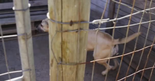 一只获救的被遗弃的狗在动物收容所里 在笼子里散步 在阳光灿烂的日子缓慢地看着相机 — 图库视频影像