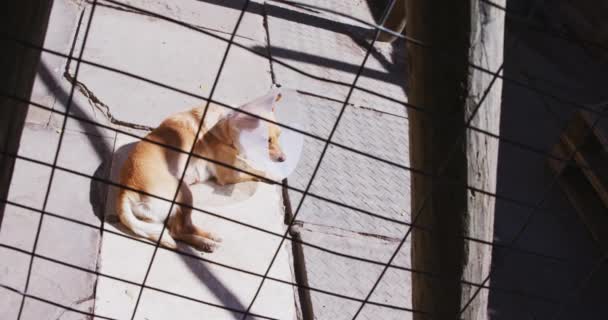 Perro Abandonado Rescatado Refugio Animales Con Collar Veterinario Acostado Descansando — Vídeos de Stock