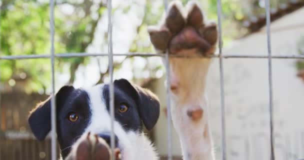 Крупным Планом Спасенной Брошенной Собаки Приюте Животных Стоящей Клетке Солнечный — стоковое видео