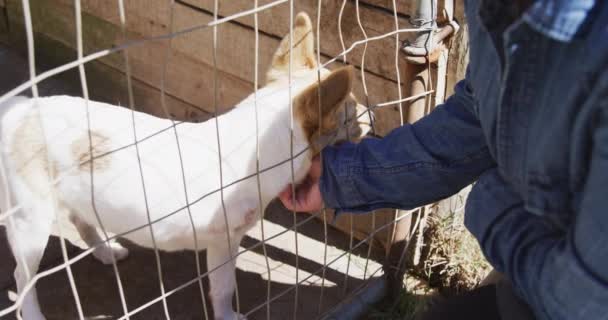 Белая Женщина Волонтер Приюте Животных Гладит Собаку Стоящую Клетке Солнечный — стоковое видео