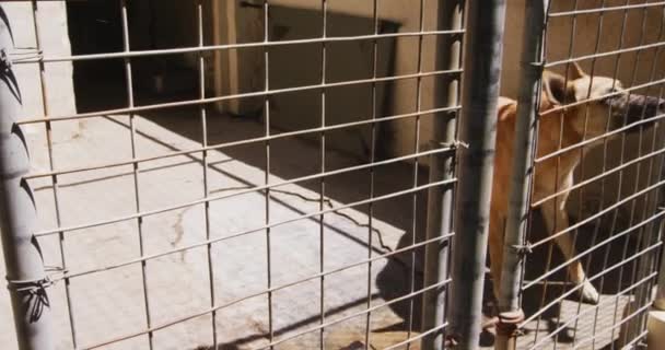 Perro Abandonado Rescatado Refugio Animales Pie Una Jaula Mirando Cámara — Vídeo de stock