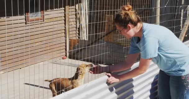 スローモーションで晴れた日に檻の中に立っている犬を撫でる動物の避難所で白人女性ボランティア — ストック動画