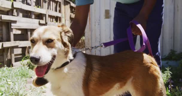 Волонтер Афроамериканец Синей Форме Приюте Животных Держит Собаку Поводке Ухаживает — стоковое видео