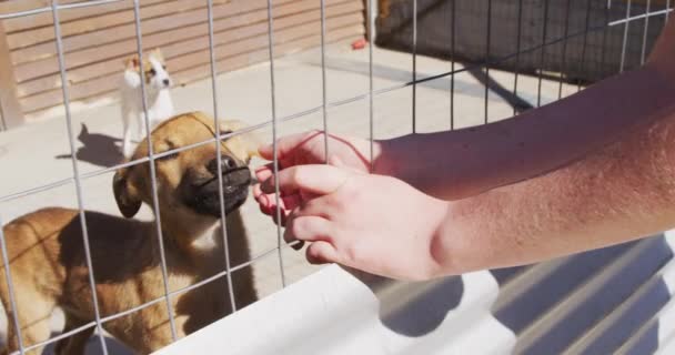 Кавказька Жінка Доброволець Притулку Тварин Тримає Собаку Клітці Сонячний День — стокове відео