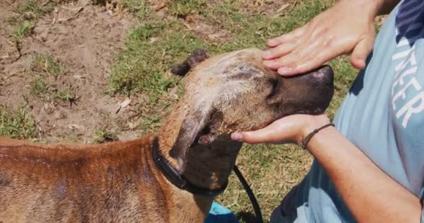 動物保護施設の白人男性ボランティア遅い動きで晴れた日に青いプラスチック製の浴槽に立って犬を洗う — ストック動画