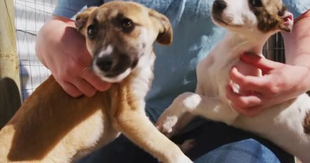 Uma Voluntária Caucasiana Vestindo Uniforme Azul Abrigo Animais Agachado Acariciando — Vídeo de Stock