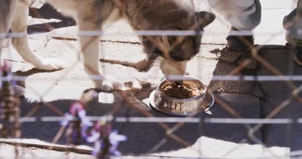 Voluntario Masculino Caucásico Vistiendo Uniforme Azul Refugio Animales Acariciando Perro — Vídeos de Stock