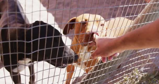 Ein Kaukasischer Freiwilliger Tierheim Streichelt Hunde Die Einem Käfig Stehen — Stockvideo