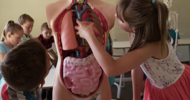 Multi Etnische Groep Kinderen Die Samenwerken Een Menselijk Anatomiemodel Correct — Stockvideo