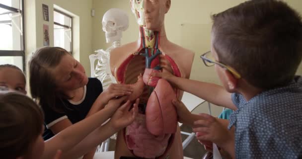 多族裔儿童群体一起工作 在生物课上缓慢地正确放置人体解剖学模型 小学的教育 — 图库视频影像
