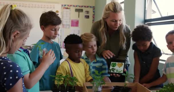 白人女教师和多民族儿童一起站在一起看植物 在课堂上用石碑学习自然 动作缓慢 小学的教育 — 图库视频影像