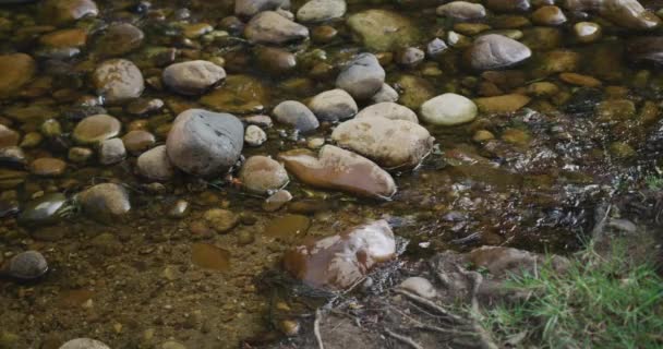 Widok Rzekę Lesie Słoneczny Dzień Zwolnionym Tempie Ekologia Odpowiedzialność Społeczna — Wideo stockowe
