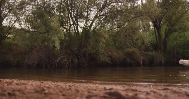 Blick Auf Einen Fluss Wald Einem Sonnigen Tag Zeitlupe Ökologie — Stockvideo