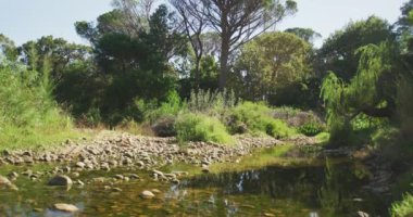 Güneşli bir günde, ormanın içindeki bir nehri yavaş çekimde görmek. Kırsal bir ortamda ekoloji ve sosyal sorumluluk.